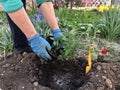 Planting beautiful roses in the soil. Woman& x27;s hands close up. The concept of nature conservation, agriculture and