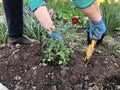 Planting beautiful roses in the soil. Woman& x27;s hands close up. The concept of nature conservation, agriculture and