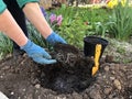 Planting beautiful roses in the soil. Woman& x27;s hands close up. The concept of nature conservation, agriculture and