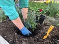 Planting beautiful roses in the soil. Woman& x27;s hands close up. The concept of nature conservation, agriculture and