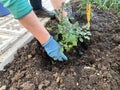 Planting beautiful roses in the soil. Woman& x27;s hands close up. The concept of nature conservation, agriculture and