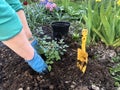 Planting beautiful roses in the soil. Woman& x27;s hands close up. The concept of nature conservation, agriculture and