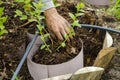 Planting blueberry seedlings in spring Royalty Free Stock Photo