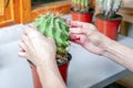 Planting big prickly green cactus. Hands hold cactus plant with long needles