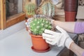 Planting big prickly green cactus. Hands in white gloves hold cactus plant with long needles Royalty Free Stock Photo