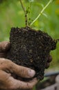 Planting blueberry seedlings in spring Royalty Free Stock Photo