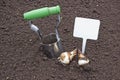 Planting bulbs daffodils holding a sign Royalty Free Stock Photo