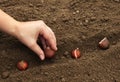 Planting bulbs of tulp flowers in the ground in the mud in autumn or spring. Women`s hands plant tulips Royalty Free Stock Photo