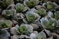 Planting cabbages, closeup. In angola. Africa