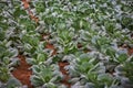 Planting cabbages, closeup. In africa.