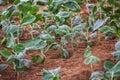 Planting cabbages, closeup. industry in africa