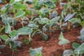 Planting cabbages, closeup. industry in africa