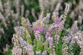 Planting and care for heather bushes