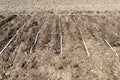 Planting carrots Daucus carota subsp. sativus in the ground in an agricultural field