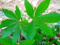 Young cassava leaves are fresh green. Royalty Free Stock Photo