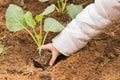 Planting a cauliflower into the fresh soil of a garden. Royalty Free Stock Photo