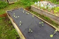 planting cauliflower in a raised wooden bed with paper mulch. preparing vegetable garden with paper in the organic family garden