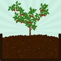 Planting cherry tree and compost Royalty Free Stock Photo