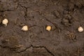 Planting chickpeas in loose soil in the garden Royalty Free Stock Photo