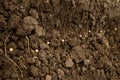 Planting chickpeas in a row. Difficulty working with clay soils Royalty Free Stock Photo