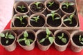 Pepper caspicum seedlings in peat pots. Royalty Free Stock Photo