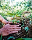 planting chili seeds in the garden