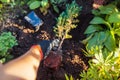 Planting Chinese Juniper Stricta into soil. Evergreen conifer with healthy roots ready for transplanting in fall garden