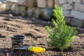 Planting a conic spruce seedling in the soil, next to it is a small spatula and a plastic pot