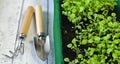 Planting container with petunia flowers sprouts and garden tools on retro planks