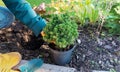 Planting container plants with a closed horse system in the garden in the fall. Picea glauca Alberta Globe in landscape design. A