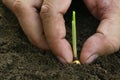 Planting Corn seedling Royalty Free Stock Photo
