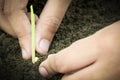 Planting corn seedling by hand Royalty Free Stock Photo