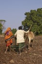 Planting corn using oxen in Mandu, India