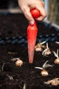 Planting crocus bulblets with a dibber