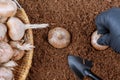 Planting crocus bulbs in the soil. Farmer in gloves planting saffron. Garden tools