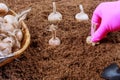 Planting crocus bulbs in the soil. Farmer in gloves planting saffron. Garden tools
