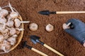 Planting crocus bulbs in the soil. Farmer in gloves planting saffron. Garden tools