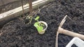 planting cucamelon in the vegetable garden. mouse melon in seedbed for transplanting in raised wooden bed