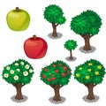 Planting and cultivation of apple