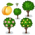 Planting and cultivation of apricot. Vector