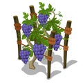 Planting and cultivation of grape. Vector