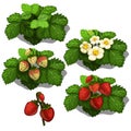 Planting and cultivation of strawberry. Vector