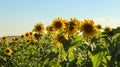 Planting or cultivation of sunflower