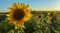 Planting or cultivation of sunflower