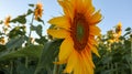 Planting or cultivation of sunflower