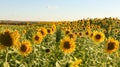 Planting or cultivation of sunflower