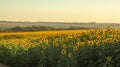 Planting or cultivation of sunflower Royalty Free Stock Photo