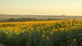 Planting or cultivation of sunflower