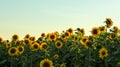 Planting or cultivation of sunflower