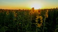 Planting or cultivation of sunflower